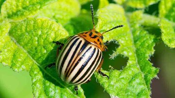 آیا حشرات احساس و آگاهی دارند؟ 6 Colarado-beetle-AdobeStock_392799657-c-pticelov-adobestock.jpg