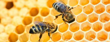 آیا حشرات احساس و آگاهی دارند؟ 7 learn-about-honey-bees-header.jpg