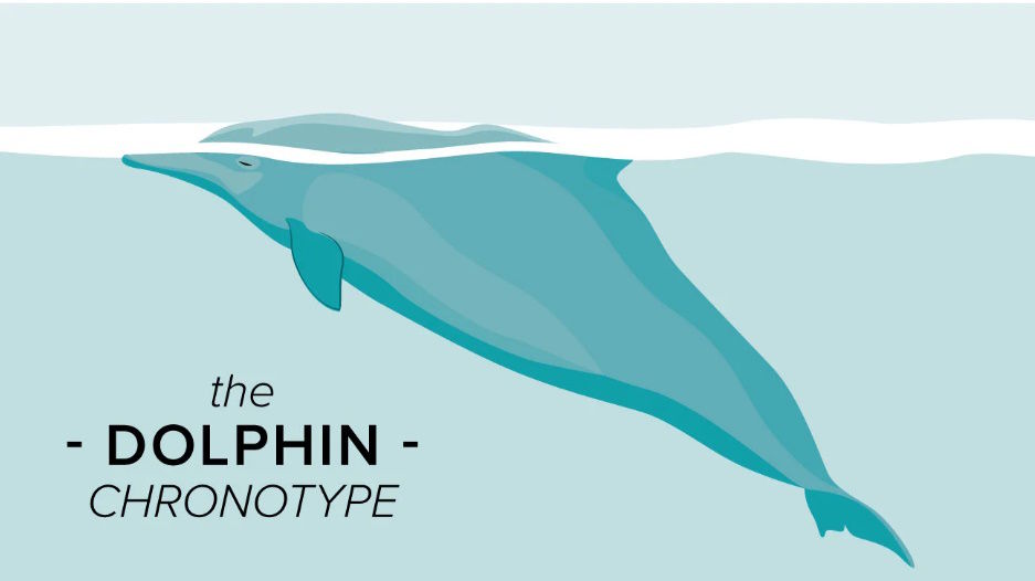 کرونوتایپ و تاثیر آن بر خواب/ حیوان خواب خود را بشناسید 11 کرونوتایپ و تاثیر آن بر خواب؛ حیوان خواب خود را بشناسید