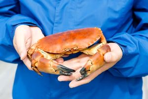 درمان جدید چاقی با پوست خرچنگ ها! 4 درمان جدید چاقی با پوست خرچنگ ها!