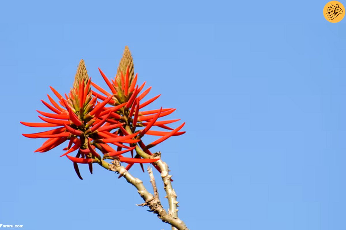 مرجان کافیربوم