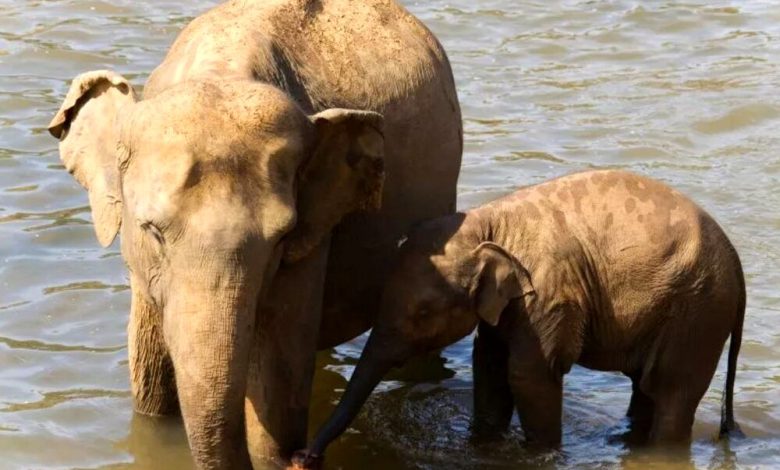 برگشت به زندگی حیوان منقرض شده با مهندسی ژنتیک 3 بازگشت موجود غولپیکر باستانی با علم ژنتیک/ عکس