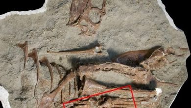 آخرین غذای این دایناسور سپس از 75 میلیون سال در درون فسیلش اشکار شد 21 6