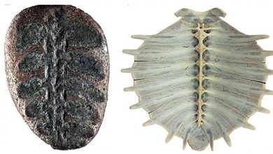 دانشمندان سرانجام به ماهیت واقعی فسیل ۱۳۲ میلیون ساله پی بردند 5 554