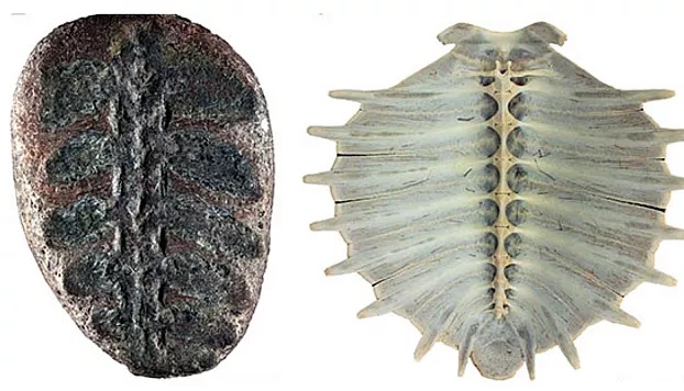 دانشمندان سرانجام به ماهیت واقعی فسیل ۱۳۲ میلیون ساله پی بردند 1 554