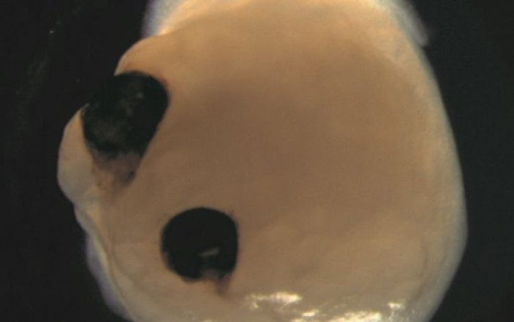 image_750x_6576b5b171c39