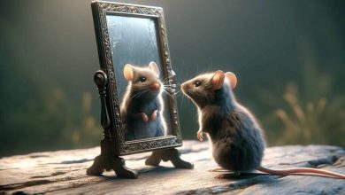 موش به اندازه دلفین باهوش است؟/ نتیجه شگفت‌انگیز یک آزمایش