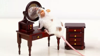 موش‌ها مقابل آینه متوجه تغییر در ظاهر خود می‌شوند