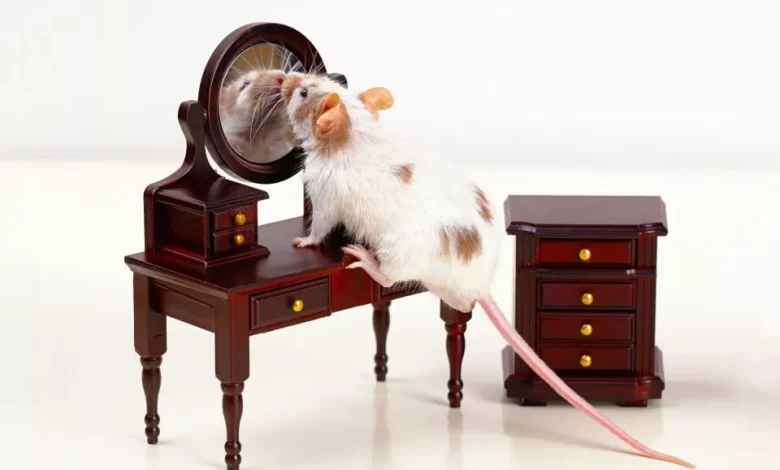 موش‌ها مقابل آینه متوجه تغییر در ظاهر خود می‌شوند