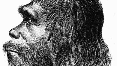 کشف راز سحرخیز بودن برخی انسان‌ها/ پای عموزاده‌های ابرو کلفت درمیان است!