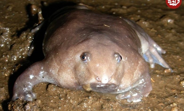 کشف قورباغۀ متغیری که در هر قرن فقط یک بار اتفاق میافتد!/ عکس 3 2