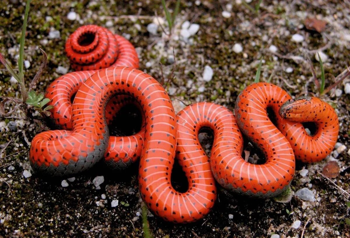 مارها سریع تر از آنچه فکرش را بکنید تکامل اشکار می کنند! 9 مارها سریعتر از آنچه فکرش را بکنید تکامل پیدا میکنند!