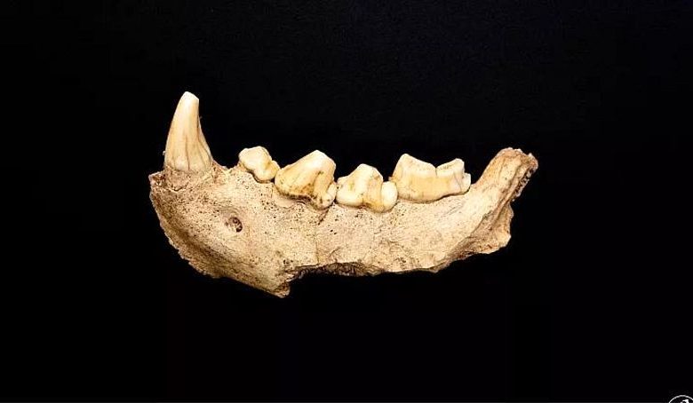 آرواره و دندان‌های نئاندرتال کشف شده در ایتالیا