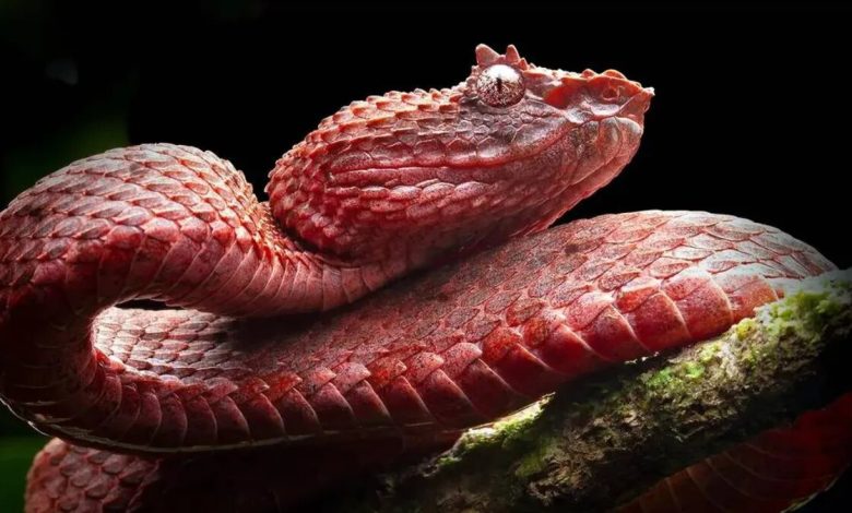 مارها سریع تر از آنچه فکرش را بکنید تکامل اشکار می کنند! 7 مارها سریعتر از آنچه فکرش را بکنید تکامل پیدا میکنند!