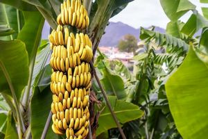 7 مورد از بی نظیر ترین خواص میوه شگفت انگیز موز_بام وطن 2 7 مورد از بی نظیر ترین خواص میوه شگفت انگیز موز