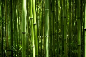 بامبو به اندازه شیر گاو پروتئین دارد_بام وطن 2 بامبو به اندازه شیر گاو پروتئین دارد