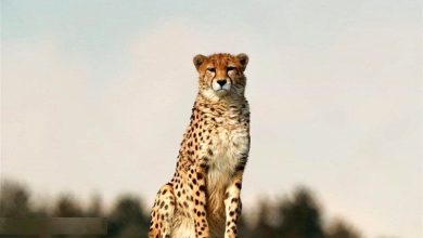 چه شد که یوزپلنگ ها سریع ترین حیوانات روی زمین شدند؟ 5 چه شد که یوزپلنگها سریعترین حیوانات روی زمین شدند؟