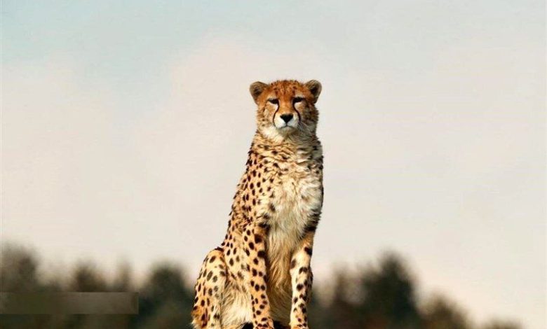 چه شد که یوزپلنگ ها سریع ترین حیوانات روی زمین شدند؟ 1 چه شد که یوزپلنگها سریعترین حیوانات روی زمین شدند؟