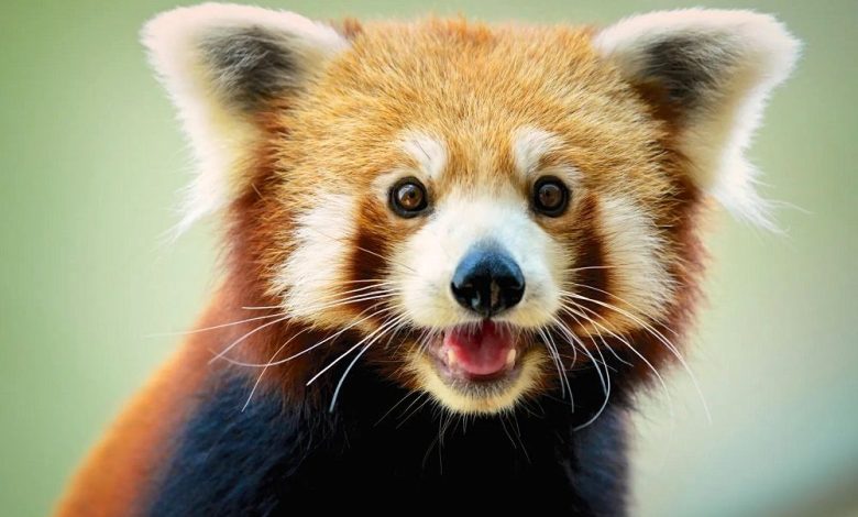 10 حقیقت خواندنی درمورد پاندای قرمز که هیچ ربطی به پاندا ندارد_بام وطن 9 پاندای قرمز