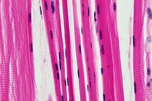 اولین اطلس جامع از پیری عضلانی انسان طراحی شد_بام وطن 2 اولین اطلس جامع از پیری عضلانی انسان طراحی شد