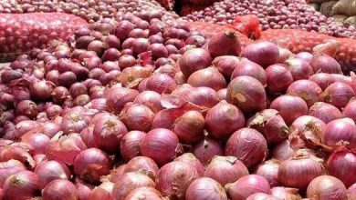 قیمت پیاز با مدیریت صادرات متعادل می‌شود