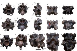 کشف فسیل یک مار باستانی در هند که به گمان زیاد بلندتر از یک اتوبوس بوده و یک تن وزن داشته است_بام وطن 3 کشف فسیل یک مار باستانی در هند که احتمالا بلندتر از یک اتوبوس بوده و یک تن وزن داشته است