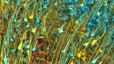 جزئی‌ترین تصویر از مغز انسان که تابه‌حال دیده‌اید!