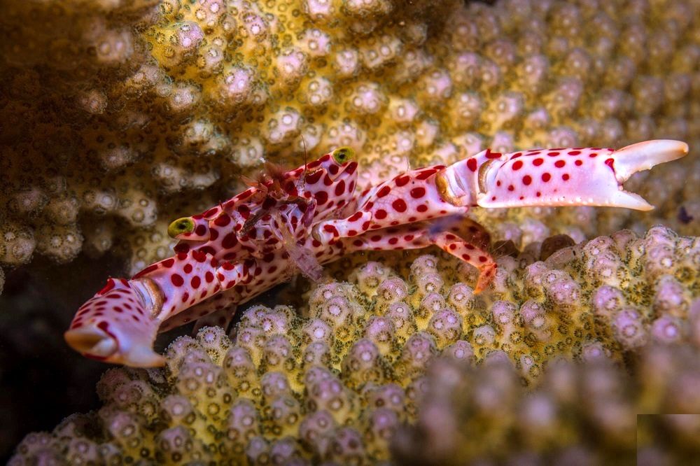 این خرچنگ برای زندگی با مرجان تکامل یافته است_بام وطن 10 خرچنگ