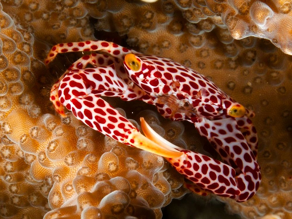 این خرچنگ برای زندگی با مرجان تکامل یافته است_بام وطن 13 خرچنگ