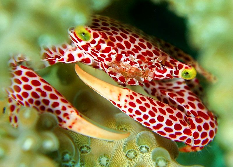 این خرچنگ برای زندگی با مرجان تکامل یافته است_بام وطن 11 خرچنگ