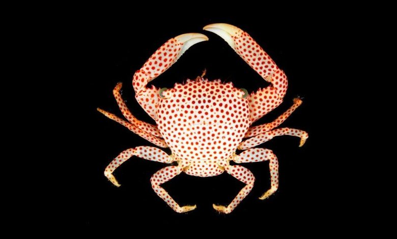 این خرچنگ برای زندگی با مرجان تکامل یافته است_بام وطن 9 خرچنگ