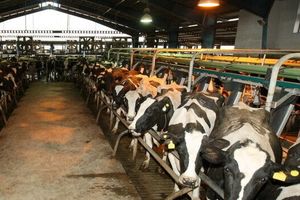 متان خروجی گاوداری‌ها به گرافن و هیدروژن تبدیل می‌شود