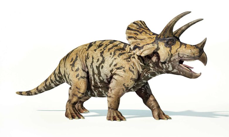 دانشمندان حیرت‌زده شدند؛ کشف دایناسوری با شاخ‌های نامتعارف!/ عکس