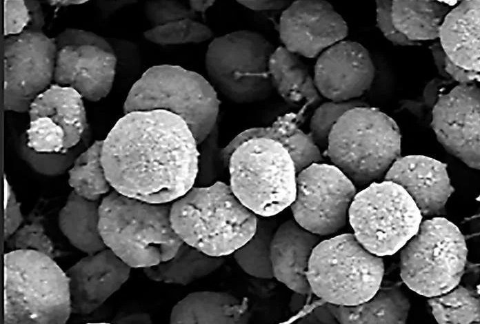 دانشمندان اولین شواهد تجربی از موجودات تازه تولیدکننده متان را یافتند_بام وطن 1 454