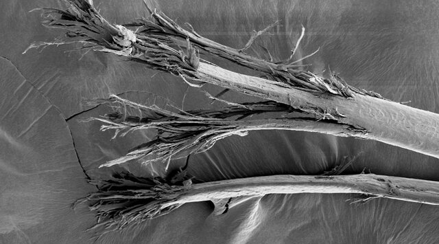 راهکار دانشمندان برای جلوگیری از دوشاخه شدن مو_بام وطن 1 63086535