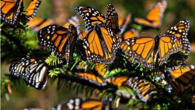 سفر باورنکردنی «بانوی آراسته»؛ ۱۵هزار کیلومتر بر فراز اقیانوس اطلس_بام وطن 2 پروانه بانوی آراسته