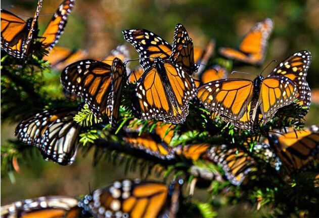 سفر باورنکردنی «بانوی آراسته»؛ ۱۵هزار کیلومتر بر فراز اقیانوس اطلس_بام وطن 1 پروانه بانوی آراسته