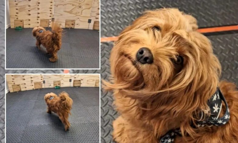 استرس و رفتار سگ