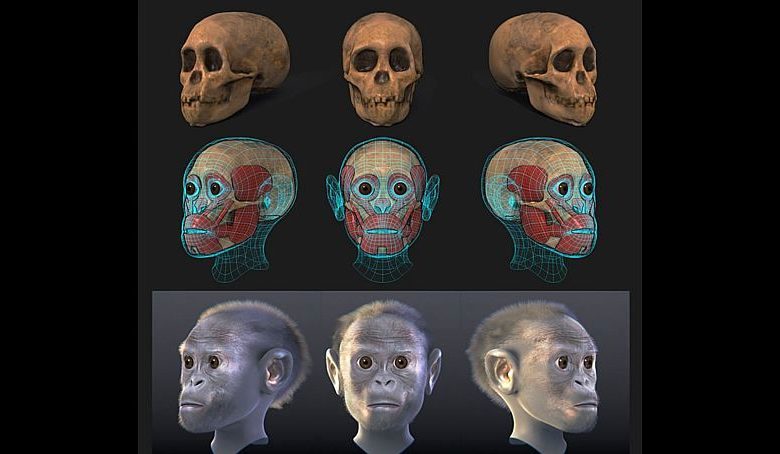 فسیل مشهور «کودک تاونگ» ۲.۵۸ میلیون سال قدمت دارد_بام وطن 3 بازسازی رایانهای تصویر احتمالی کودک از روی فسیل به دست آمده