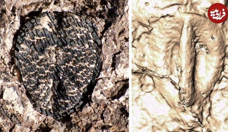 چرا انقراض «دایناسورها» علتگسترش «انگور» شد؟_بام وطن 1 چرا انقراض «دایناسورها» باعث گسترش «انگور» شد؟!