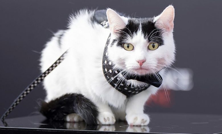 No more photos, purrlease.