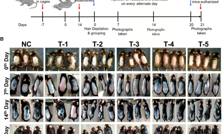 یک قند طبیعی به نور امیدی برای درمان طاسی تبدیل میشود_بام وطن 1 63112505