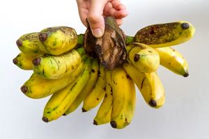 آخر موز_بام وطن 5 پایان موز