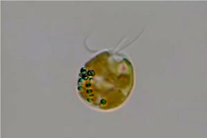 بزرگترین پروتئین طبیعت کشف شد_بام وطن 5 بزرگترین پروتئین طبیعت کشف شد