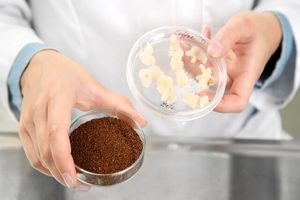 تبدیل تفاله قهوه به فیبریل‌هایی که در حوزه مواد غذایی کاربرد دارند