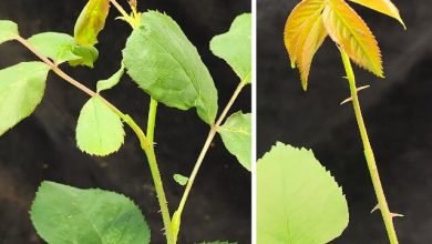 دانشمندان گل رز بدون خار پرورش دادند_بام وطن 2 63123410