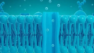 دستاوردی در علم اعصاب؛ محققان توانستند ذهن موش‌ها را از راه دور کنترل کنند