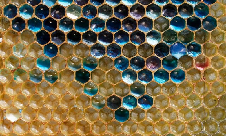 عسل‌های رنگی، واقعی یا تقلبی؟ / عکس