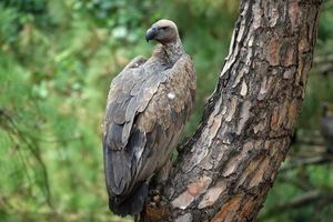 مرگ ۵۰۰ هزار نفر برای کرکس ها!_بام وطن 6 مرگ ۵۰۰ هزار نفر به خاطر کرکس ها!