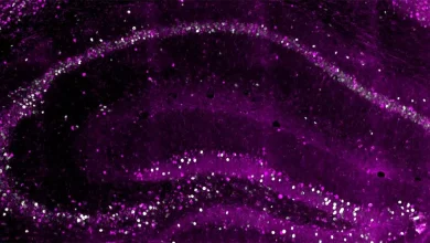 یک مقطع از هیپوکامپ موش: عصب‌های زودتر توسعه‌یافته (سرخابی) یک کپی بلندمدت از خاطره می‌سازند.